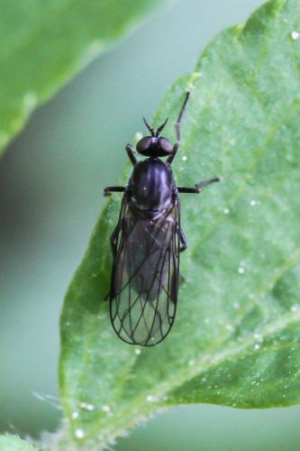 Hilara sp.